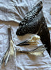 Digging into Bones Class:  Built for Sea & Sky: Drawing the Hidden Architecture of Salish Sea Birds