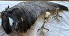 Digging into Bones Class:  Built for Sea & Sky: Drawing the Hidden Architecture of Salish Sea Birds
