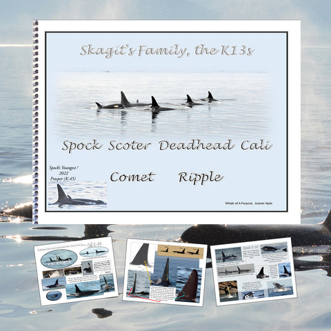 A Glimpse into the Lives of the K-13s