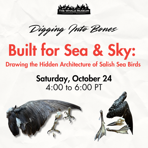 Digging into Bones Class:  Built for Sea & Sky: Drawing the Hidden Architecture of Salish Sea Birds