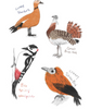 The Field Guide to Dumb Birds Sticker Book