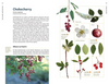 Edible Plants of the Pacific Northwest