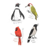 The Field Guide to Dumb Birds Sticker Book