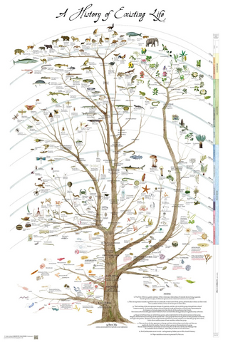 History of Existing Life Card