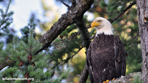 Bald Eagle Background