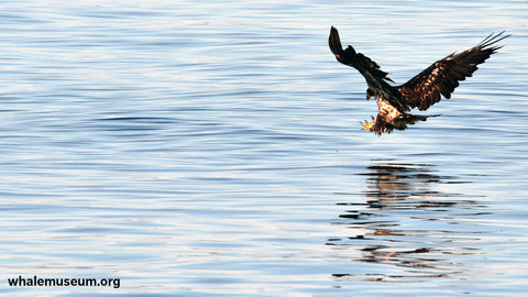 Bald Eagle Background