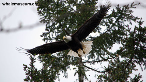 Bald Eagle Background