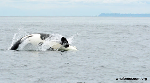 Belly Flop Background