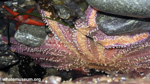 Sunflower Star Background