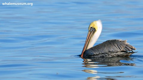 Brown Pelican Background
