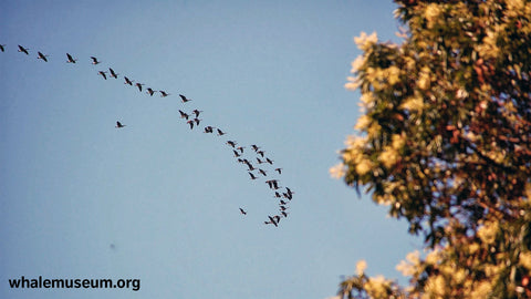 Canada Geese Background
