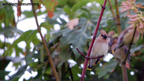 Cedar Waxing Background