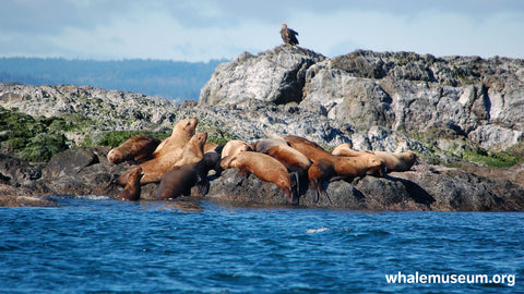 Eagle Steller Sealions Background