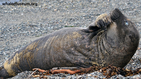 Elephant Seal Yawn Background