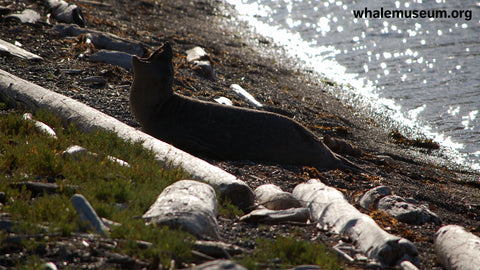 Elephant Seal Background