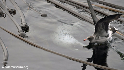 Harbor Seal Seagull Background