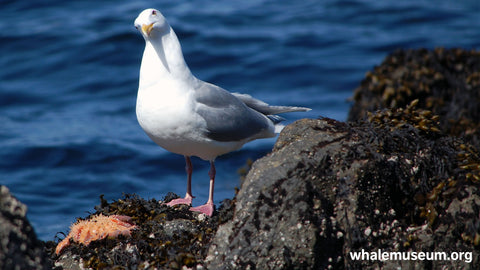 Gull Seastar Background
