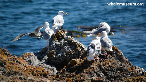 Gulls Background