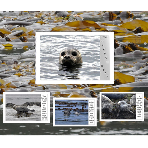 Harbor Seal Little Book