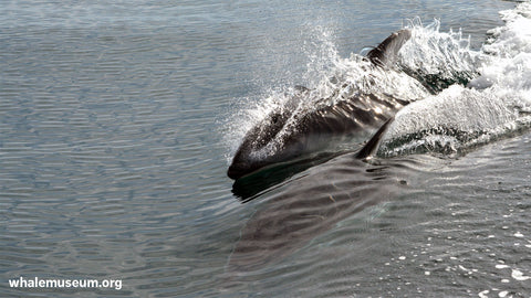 Pacific white-sided dolphin Background