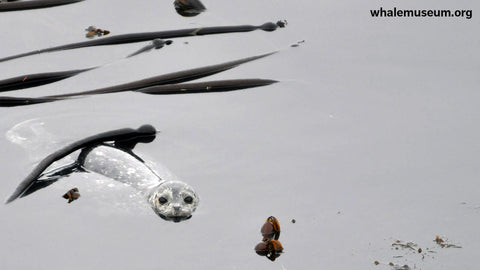 Harbor Seal in Kelp Background