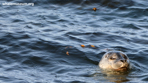 Harbor Seal Background