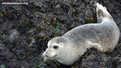 Harbor Seal on Rocks Background