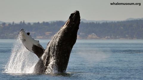Humpback Breaching Background