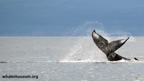Humpback Fluke Background