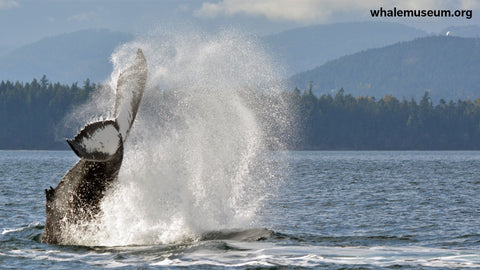 Humpback Tail Slap Background