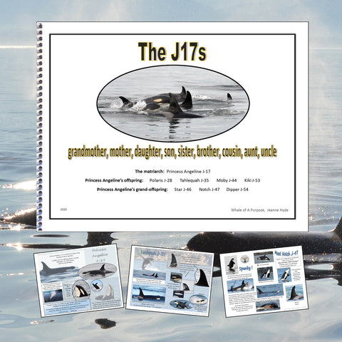 A Glimpse into the Lives of the J-17s