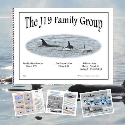 A Glimpse Into the Lives of the J-19s