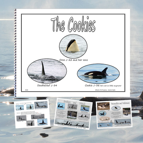 A Glimpse Into the Lives of The Cookies