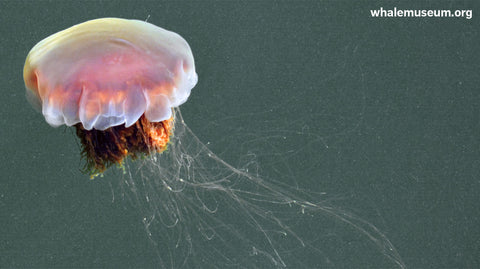 Jellyfish Background