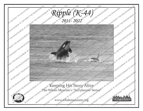 Ripple (K-44) Storykeeper