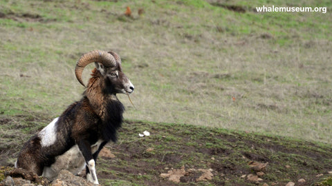 Mouflan Ram Background