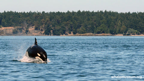Orca At Speed Background