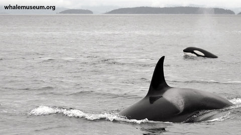 Orcas B&W Background