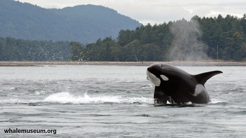 Orca Breach Background