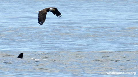 Orca Under Eagle Background
