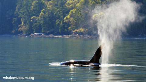 Orca Exhale Background
