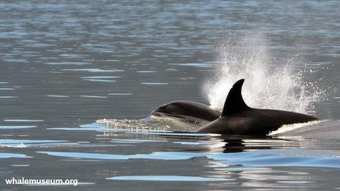 Orca Exhale Background