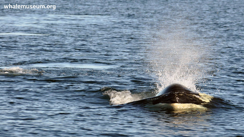 Orca Exhale Background