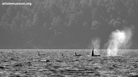 Orca Family Background