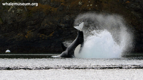 Orca Tail Slap Background