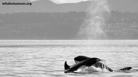 Orca Snuggle Background