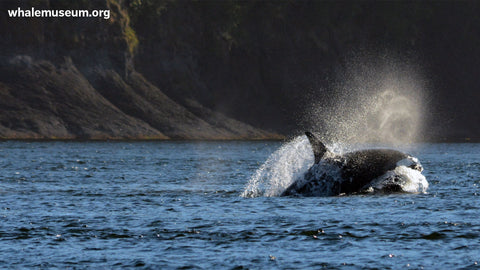 Traveling Orca Background
