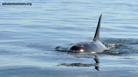 Orca Approaching Background