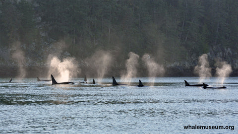 Orcas Exhaling Background
