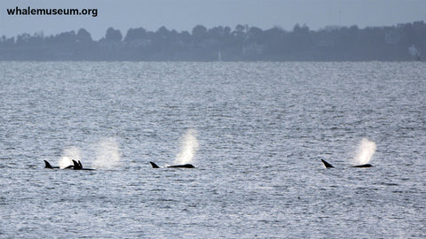 Orcas Traveling Background